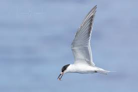 Attēlu rezultāti vaicājumam “Sterna hirundo”