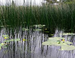Attēlu rezultāti vaicājumam “Nuphar lutea”