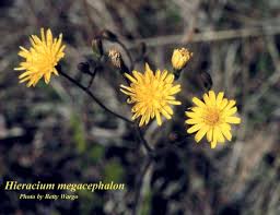 Attēlu rezultāti vaicājumam “Hieracium”