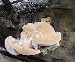 Attēlu rezultāti vaicājumam “Inonotus rheades”