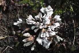 Attēlu rezultāti vaicājumam “Thelephora penicillata”