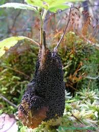 Attēlu rezultāti vaicājumam “Badhamia lilacina”