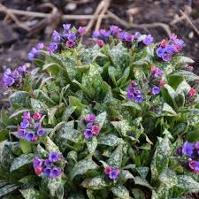 Image result for Pulmonaria Silverado