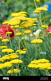 Attēlu rezultāti vaicājumam “Achillea salicifolia flower”