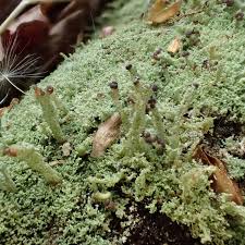 Attēlu rezultāti vaicājumam “Cladonia parasitica”
