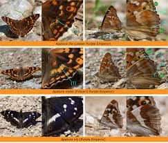 Attēlu rezultāti vaicājumam “Apatura ilia”