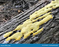 Attēlu rezultāti vaicājumam “Lignydium muscorum spores”