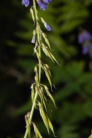 Attēlu rezultāti vaicājumam “Galega orientalis leaf”