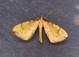 Attēlu rezultāti vaicājumam “Eulithis pyraliata”