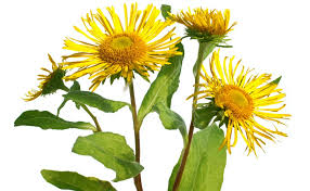 Attēlu rezultāti vaicājumam “Inula helenium leaf”