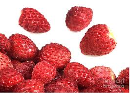 Attēlu rezultāti vaicājumam “Fragaria vesca fruit”