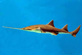 Image result for Pristis pectinata