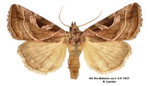 Attēlu rezultāti vaicājumam “Eucarta virgo”