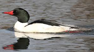 Attēlu rezultāti vaicājumam “Mergus merganser male”