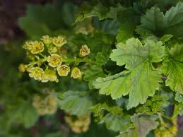 Attēlu rezultāti vaicājumam “Ribes rubrum leaf”