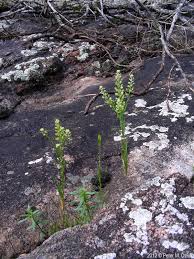 Attēlu rezultāti vaicājumam “Lepidium densiflorum flower”