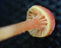 Attēlu rezultāti vaicājumam “Mucronella”