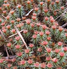 Attēlu rezultāti vaicājumam “Polytrichum juniperinum”
