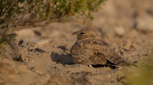 Image result for Caprimulgus aegyptius