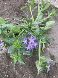 Attēlu rezultāti vaicājumam “Campanula glomerata bud”
