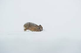 Attēlu rezultāti vaicājumam “Lepus europaeus adult”