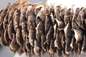 Attēlu rezultāti vaicājumam “Pucciniastrum areolatum”