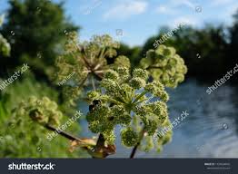 Attēlu rezultāti vaicājumam “Angelica palustris flower”