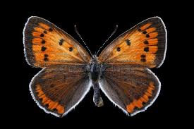 Attēlu rezultāti vaicājumam “Lycaena dispar”