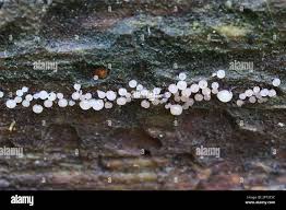 Attēlu rezultāti vaicājumam “Enerthenema papillatum”