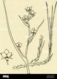 Attēlu rezultāti vaicājumam “Juncaginaceae”