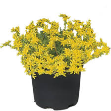 Image result for Sedum acre