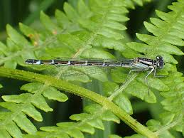 Attēlu rezultāti vaicājumam “Enallagma cyathigerum female”