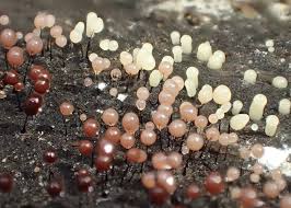 Attēlu rezultāti vaicājumam “Comatricha fragilis stalked”