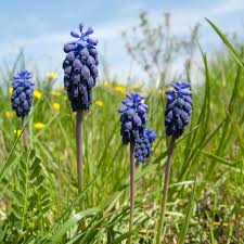Attēlu rezultāti vaicājumam “Muscari neglectum flower”