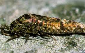 Attēlu rezultāti vaicājumam “Machilidae”