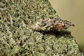 Attēlu rezultāti vaicājumam “Proutia betulina”