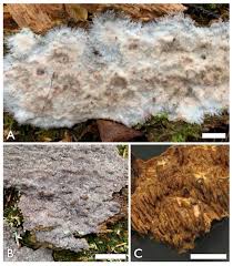 Attēlu rezultāti vaicājumam “Phlebia serialis”