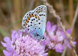 Attēlu rezultāti vaicājumam “Plebejus argus male”