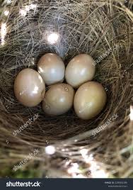 Attēlu rezultāti vaicājumam “Erithacus rubecula eggs”