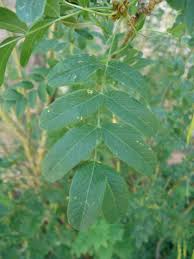 Attēlu rezultāti vaicājumam “Caragana arborescens leaf”