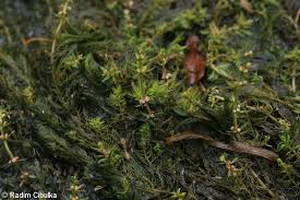 Attēlu rezultāti vaicājumam “Myriophyllum alterniflorum”