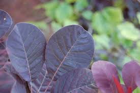 Attēlu rezultāti vaicājumam “Cotinus coggygria leaf”