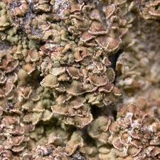 Attēlu rezultāti vaicājumam “Hypocenomyce scalaris”