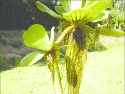 Attēlu rezultāti vaicājumam “Pistia stratiotes”