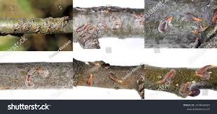 Attēlu rezultāti vaicājumam “Lepidosaphes ulmi”