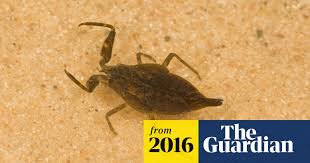 Attēlu rezultāti vaicājumam “Nepa cinerea nymph”