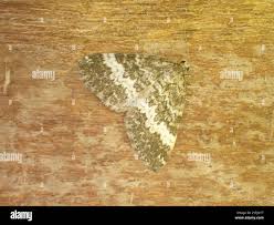 Attēlu rezultāti vaicājumam “Perizoma affinitata”