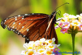 Attēlu rezultāti vaicājumam “Nymphalidae”