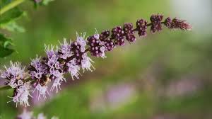 Attēlu rezultāti vaicājumam “Mentha spicata flower”
