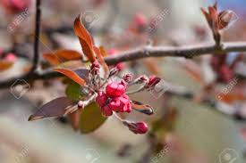 Attēlu rezultāti vaicājumam “Malus purpurea flower”